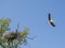 Heron flying near his nest on the tree