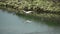 Heron flying over the water in slow-mo