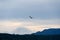 Heron flying towards Rainier over Sammamish Lake