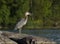 Heron Gagging Down a Fish