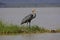 HERON GOLIATH ardea goliath