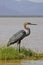 HERON GOLIATH ardea goliath