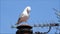 Heron gull seagull preening and cleaning feathers on rooftop