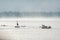 Heron and gulls on a misty lake.