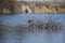 heron on his little swampland island in ThÃ¼rer Wiesen