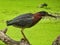 Heron on the Hunt: A green heron bird carefully watching the duckweed covered pond below fishing