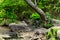 A Heron Hunts Silently along a Rocky River Bank.