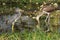 Heron and ibis in a pool in the Everglades of Florida.