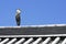 Heron on a Japanese roof