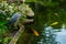 Heron and Koi in Japanese Fish Pond