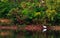 Heron on the lake in autumn