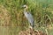 Heron, Lake Chamo, Ethiopia, Africa