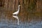 Heron, lake, flight, autumn, bird migrations,autumn sunny day