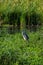 Heron,  long-legged freshwater and coastal bird, standing still while fishing and feeding in a marsh and pond