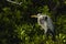A Heron in the mangrove