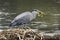 Heron meal of seaweed and fish