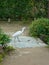 a heron in a paek in tokyo