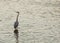 Heron patiently hunting for fish in the river