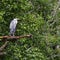 Heron perched on a branch