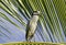 Heron perched on a palm leaf