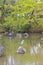 Heron posing on the pond at Maruyama Park, Kyoto, Japan