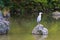 A heron posing on a stone above the pond during spring