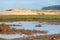 Heron at Praia da Foz do Sizandro beach in Torres Vedras, Portugal