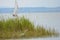 Heron in the reeds of Lake Neusiedl and sailboat - Austria