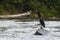 A heron on a rock