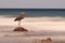 Heron on rock looks out to blurry sea, Sulawesi.