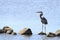 Heron on the Rocks