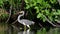 Heron running on the water. Slow motion. The adult tricolored heron is fishing