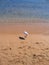 Heron runs along the sandy shore of the red sea