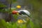 Heron`s head close up through vegetation