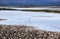 Heron in the Salt evaporation ponds in Secovlje