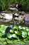 Heron sculpture in a pond filled with lily pads