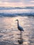 Heron on the seashore