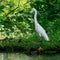 Heron on shoreline