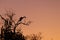 An heron silhouette on a tree branch against an orange sky at dusk