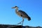 A heron in Simon`s Town