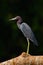 Heron sitting on the branch. Little Blue Heron, Egretta caerulea, in the waqter, eaqrly morning with, sun, dark blue sea, Rio