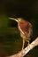 Heron sitting on the branch with river. Green-backed Green Heron, Butorides virescens, in the nature. Heron in the dark tropic for