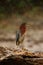 Heron sitting on the branch with river. Green-backed Green Heron, Butorides virescens, in the nature. Heron in the dark tropic for