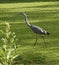 Heron slowly walking on a grass field