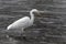 Heron with snow in the nature habitat. Wingspan of White-face heron.