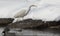 Heron with snow in the nature habitat. Wingspan of White-face heron.