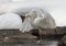 Heron with snow in the nature habitat. Wingspan of White-face heron.