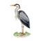 Heron standing on the ground watercolor illustration. Ardea herodias avian single image. Hand drawn realistic great blue