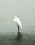 Heron standing by a lake.