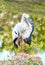 A heron standing on a rock near the swamp and lifting it\'s wing